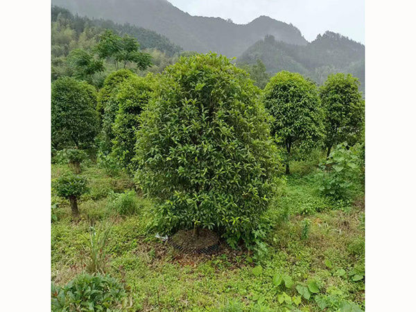 桂花容器苗